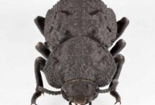 研究人员发现了几乎坚不可摧的铁甲甲虫的秘密
