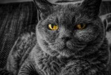 心理学家提供有关如何与您的猫建立融洽关系的详细信息