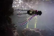 鱿鱼机器人像真正的鱿鱼一样移动来拍摄珊瑚和鱼