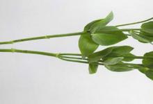 日常生活：洋桔梗的花语是什么