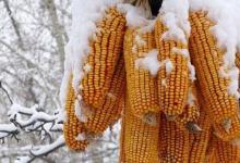 日常生活：为什么说瑞雪兆丰年