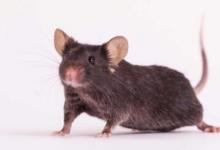 阻断蛋白质肌肉生长抑制素可使小鼠在太空中保持肌肉发达