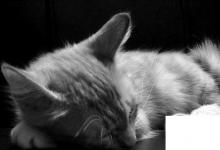 日常生活：怎么辨别麒麟猫