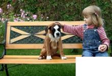 日常生活：世界名犬排行榜前十