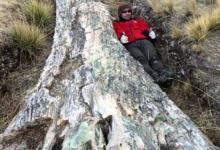 在秘鲁发现的化石树暗示着环境的巨大变化