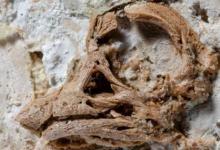 恐龙蛋研究显示令人惊讶的新头骨特征