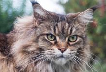 日常生活：世界上最大的猫