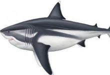 巨齿鲨的长度可能超过52英尺