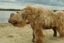 研究人员称古代长毛犀牛灭绝是由于气候变化