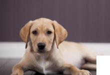 日常生活：世界十大名犬排行榜