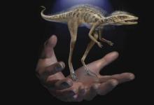 研究人员发现生活在2.3亿年前的小型恐龙亲戚