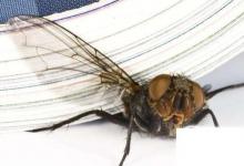 日常生活：驱除苍蝇的有效方法有哪些怎么消灭家里的苍蝇
