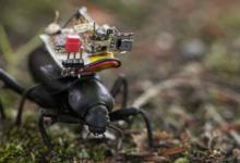 研究人员创造了一种可以放在昆虫背上的微型无线摄像头
