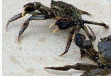 日常生活：死螃蟹为什么不能吃