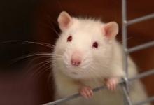 科学家使用干细胞为大鼠培育微型人类肝脏