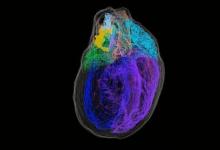 研究人员创建了第一个心脏神经元的3D地图