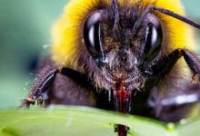 研究人员发现大黄蜂破坏植物叶子以加速开花