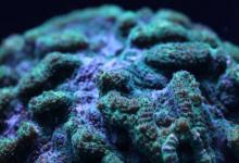 珊瑚繁殖突破有助于拯救极度濒危的珊瑚礁
