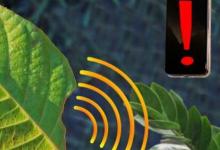 当植物受到压力时MIT纳米传感器会告诉智能手机