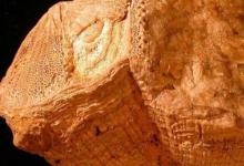 古代贝壳年轮显示数百万年前的日子缩短了 30 分钟