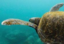 新研究揭示了海龟吃塑料的原因