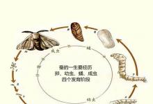 日常生活：蚕结茧后多久出来