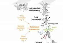 研究显示苍蝇如何降落在天花板上