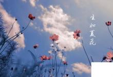 日常生活：生如夏花什么意思