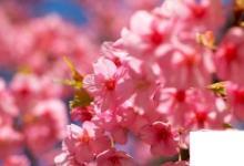 日常生活：樱花有哪些品种和颜色