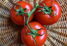 番茄泛基因组计划或可改善番茄口味