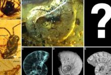 古代琥珀中的贝壳科学之谜