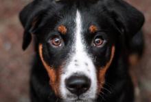 狗可以以惊人的准确性闻到血液中的癌症