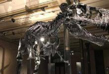 有史以来发现的最大的霸王龙被称为斯科蒂