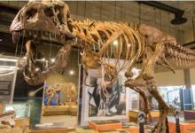 斯科蒂是迄今为止发现的最年长最健壮的霸王龙