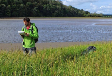 斯旺西大学的研究揭示了湿地的作用