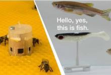 科学家允许蜜蜂与鱼交谈