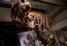加拿大霸王龙被发现28年后成为世界上最大的霸王龙