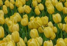 日常生活：黄色郁金香花语和寓意分别是什么