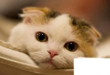 日常生活：最受欢迎的宠物猫种类有哪些