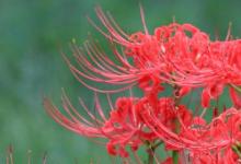 日常生活：彼岸花的真正花语是什么