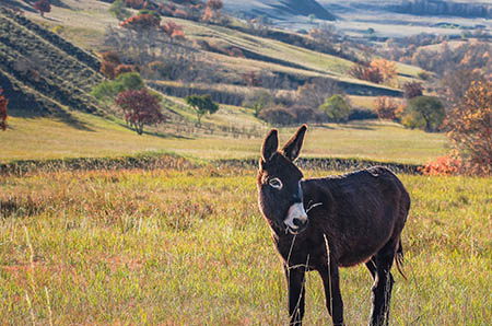 新年贺卡制作:手把手DIY新年贺卡 新年贺卡制作:手把手DIY新年贺卡
