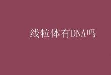 教育资讯：线粒体有DNA吗