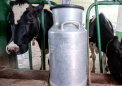 谢菲尔德大学重新生产绿色牛奶
