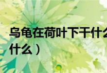 乌龟在荷叶下干什么（小乌龟怎样在荷叶下干什么）