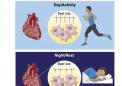 科学家发现心脏细胞的昼夜节律会影响其日常功能