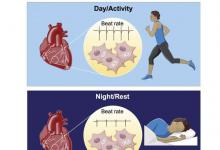 科学家发现心脏细胞的昼夜节律会影响其日常功能