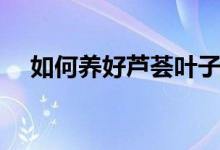 如何养好芦荟叶子(如何养好一颗芦荟)