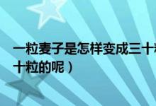 一粒麦子是怎样变成三十粒的答案（一粒麦子是怎样变成三十粒的呢）