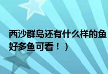 西沙群岛还有什么样的鱼（五一好去处：西沙、中沙群岛有好多鱼可看！）