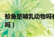鲸鱼是哺乳动物吗有乳汁吗（鲸鱼是哺乳动物吗）